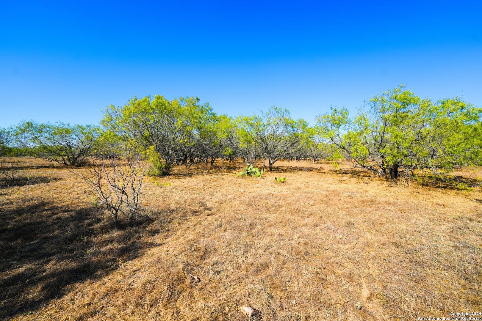 81.8 acres in Atascosa County - photo 5