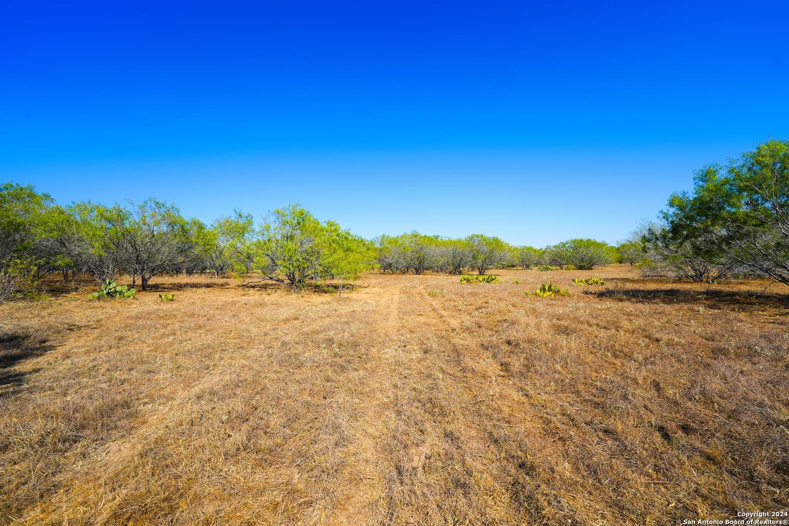 81.8 acres in Atascosa County - photo 7