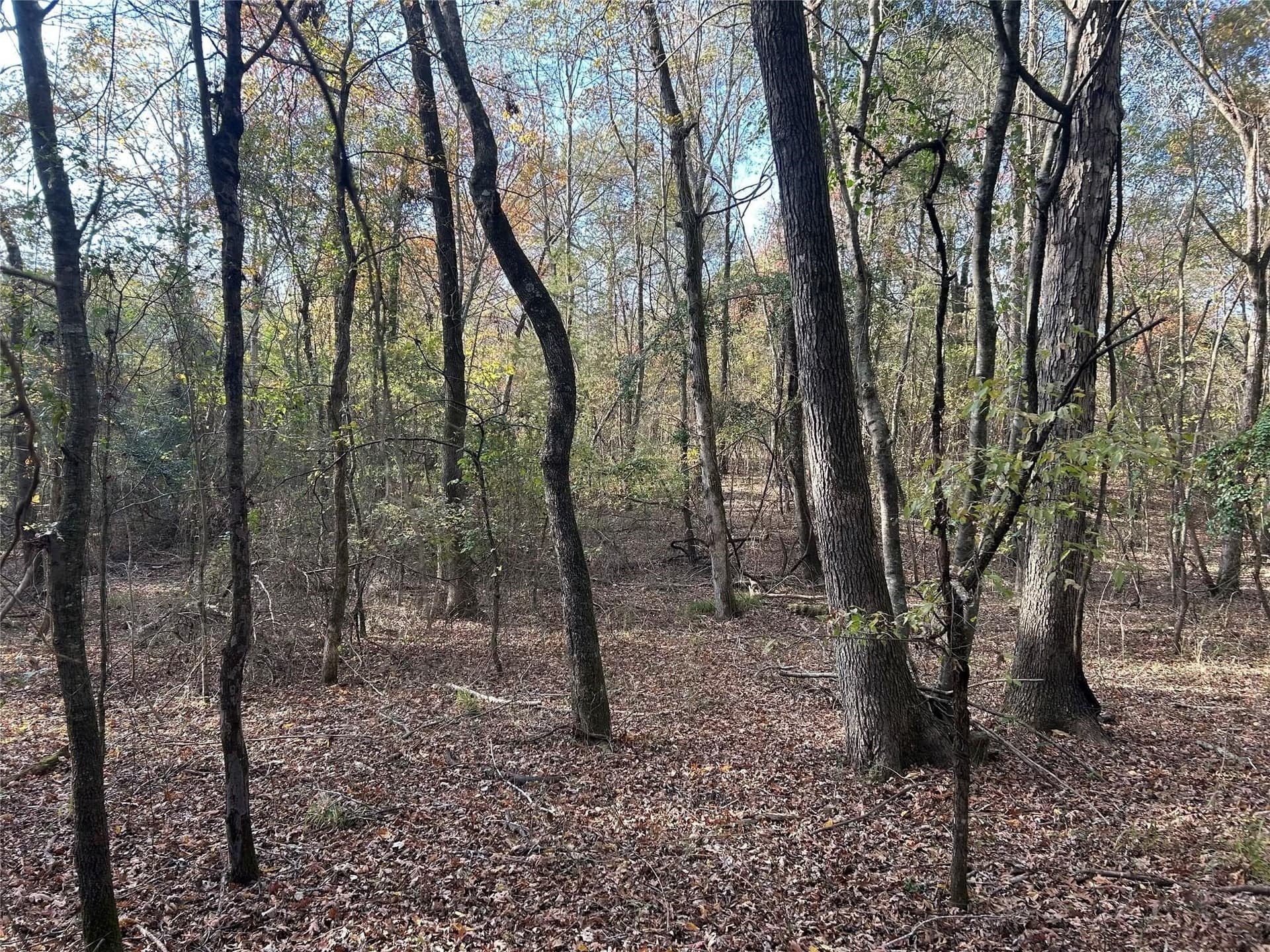 65 acres in Red River (TX) County - photo 11