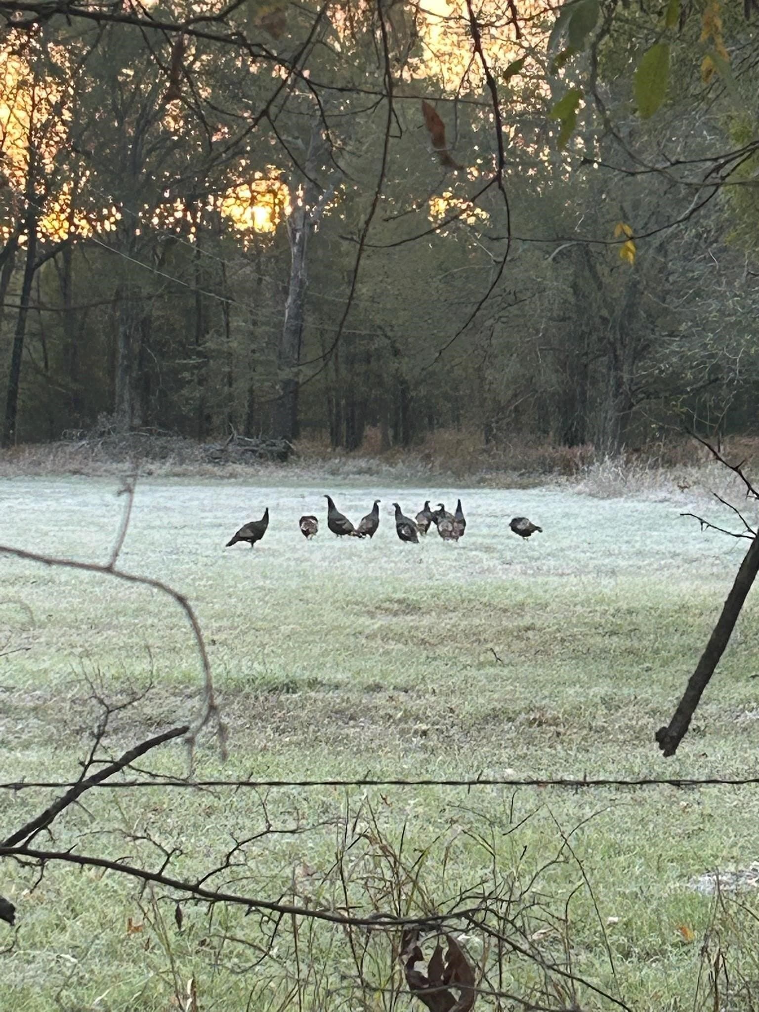 65 acres in Red River (TX) County - photo 16