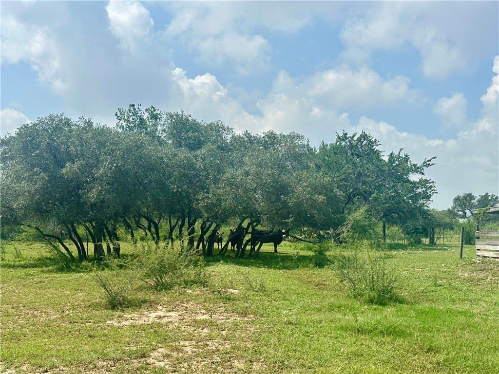 10.65 acres in Bee County - photo 14