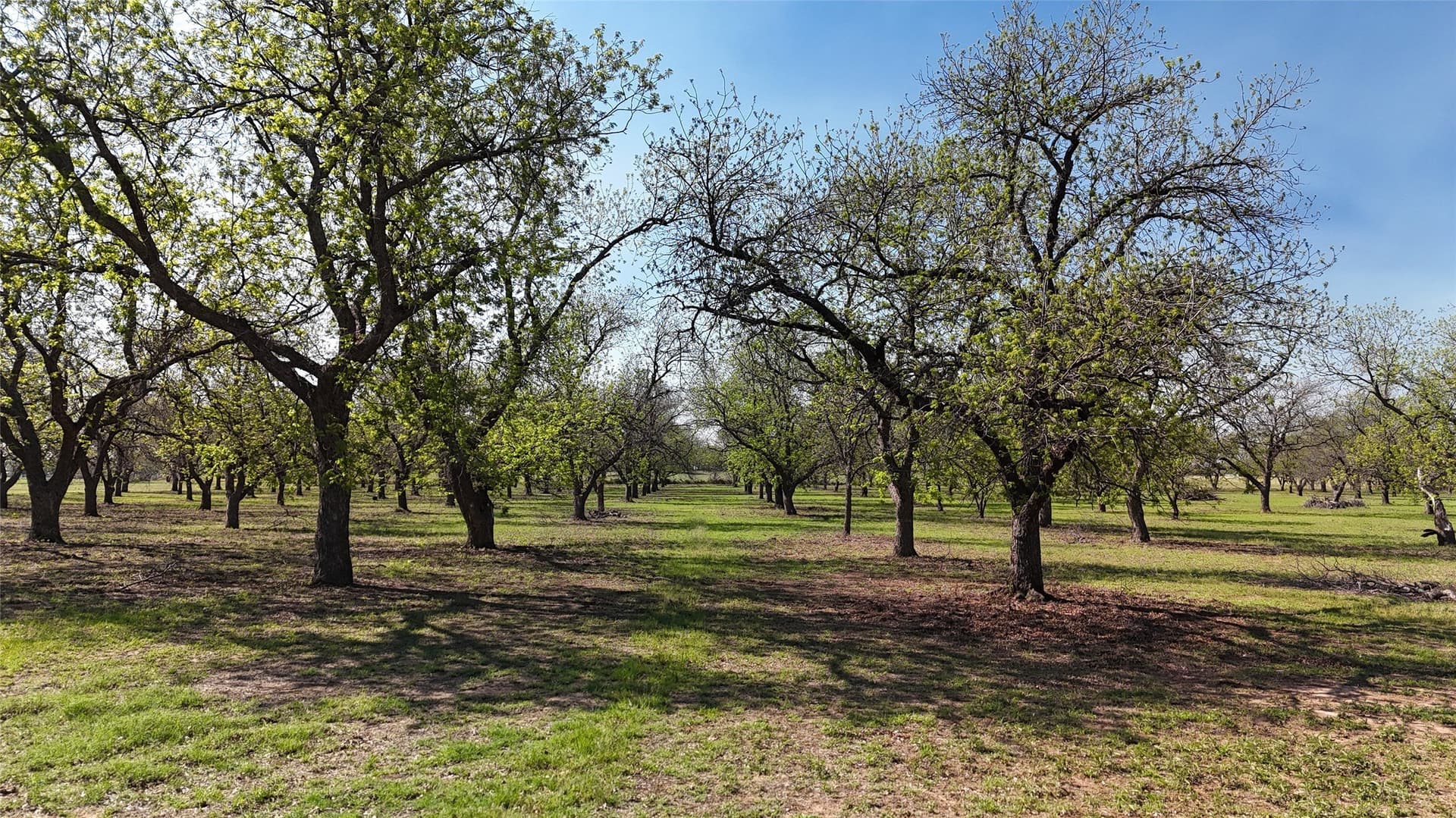 20 acres in Young County gallery image 2