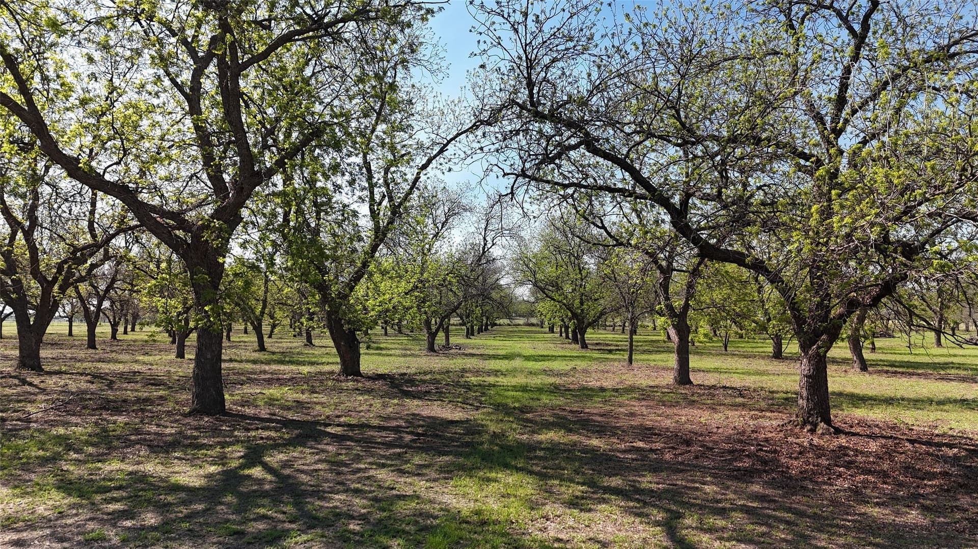 20 acres in Young County