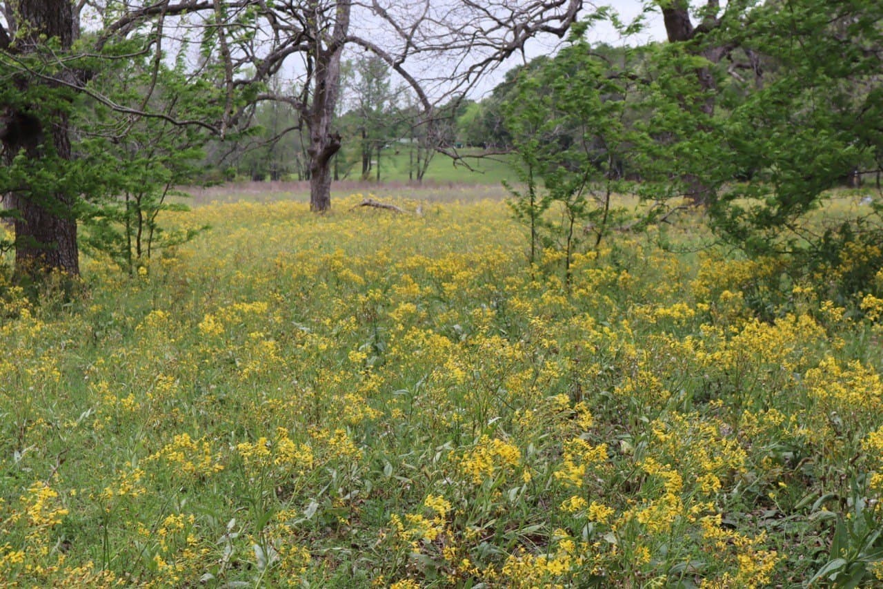 29.31 acres in Rains County - photo 3