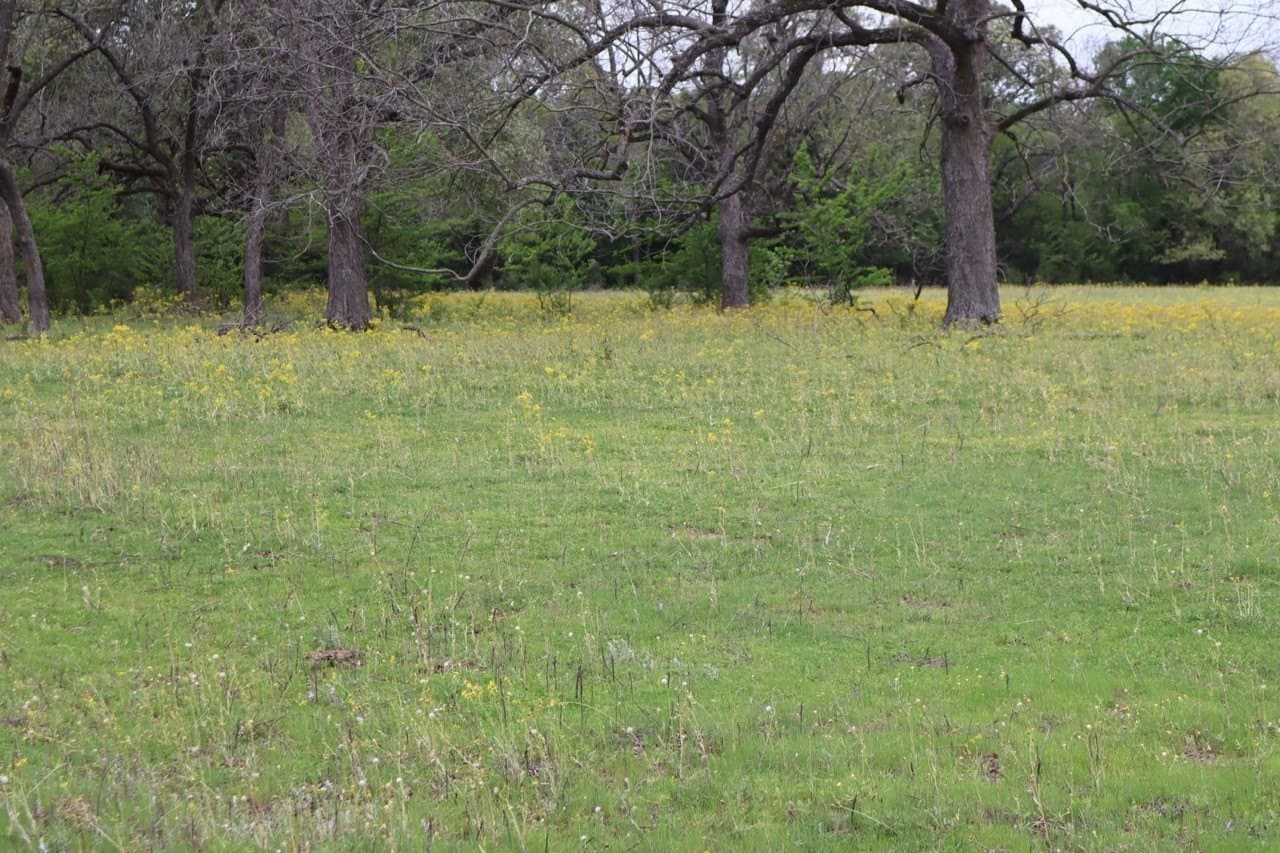 29.31 acres in Rains County - photo 11