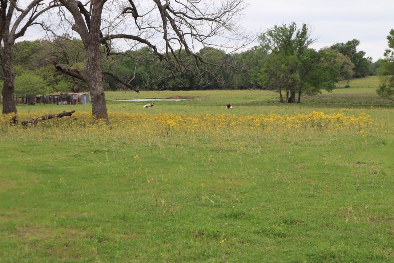29.31 acres in Rains County - photo 5