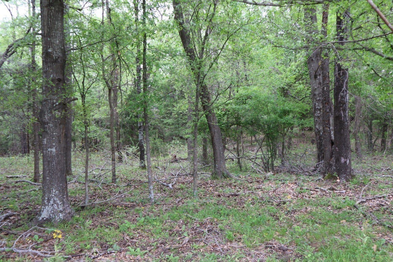 29.31 acres in Rains County - photo 9