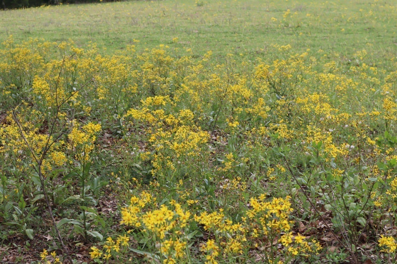 29.31 acres in Rains County - photo 2