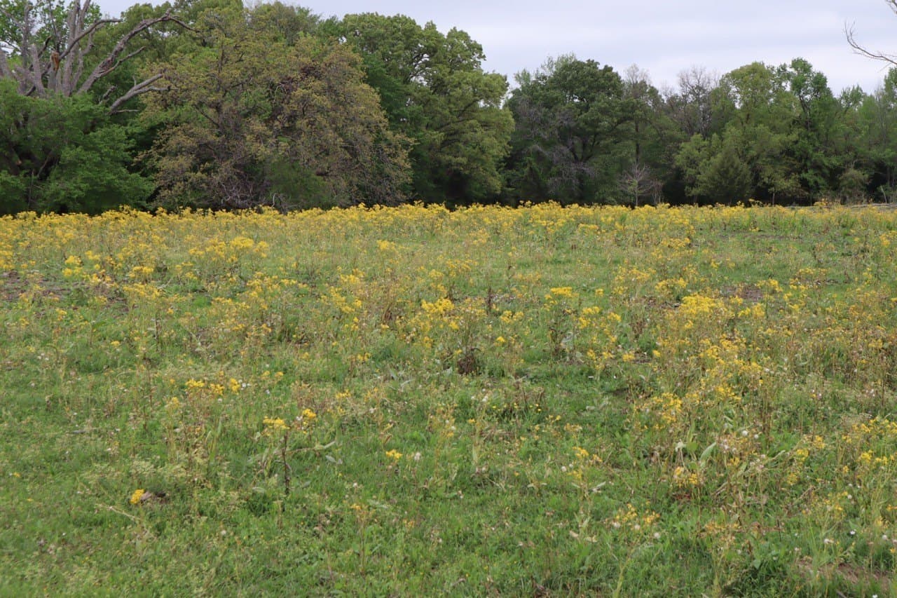 29.31 acres in Rains County - photo 18