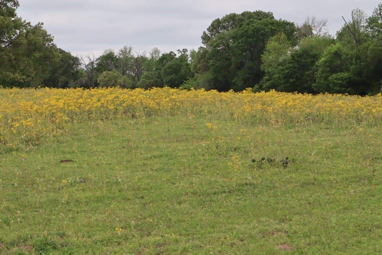 29.31 acres in Rains County - photo 13