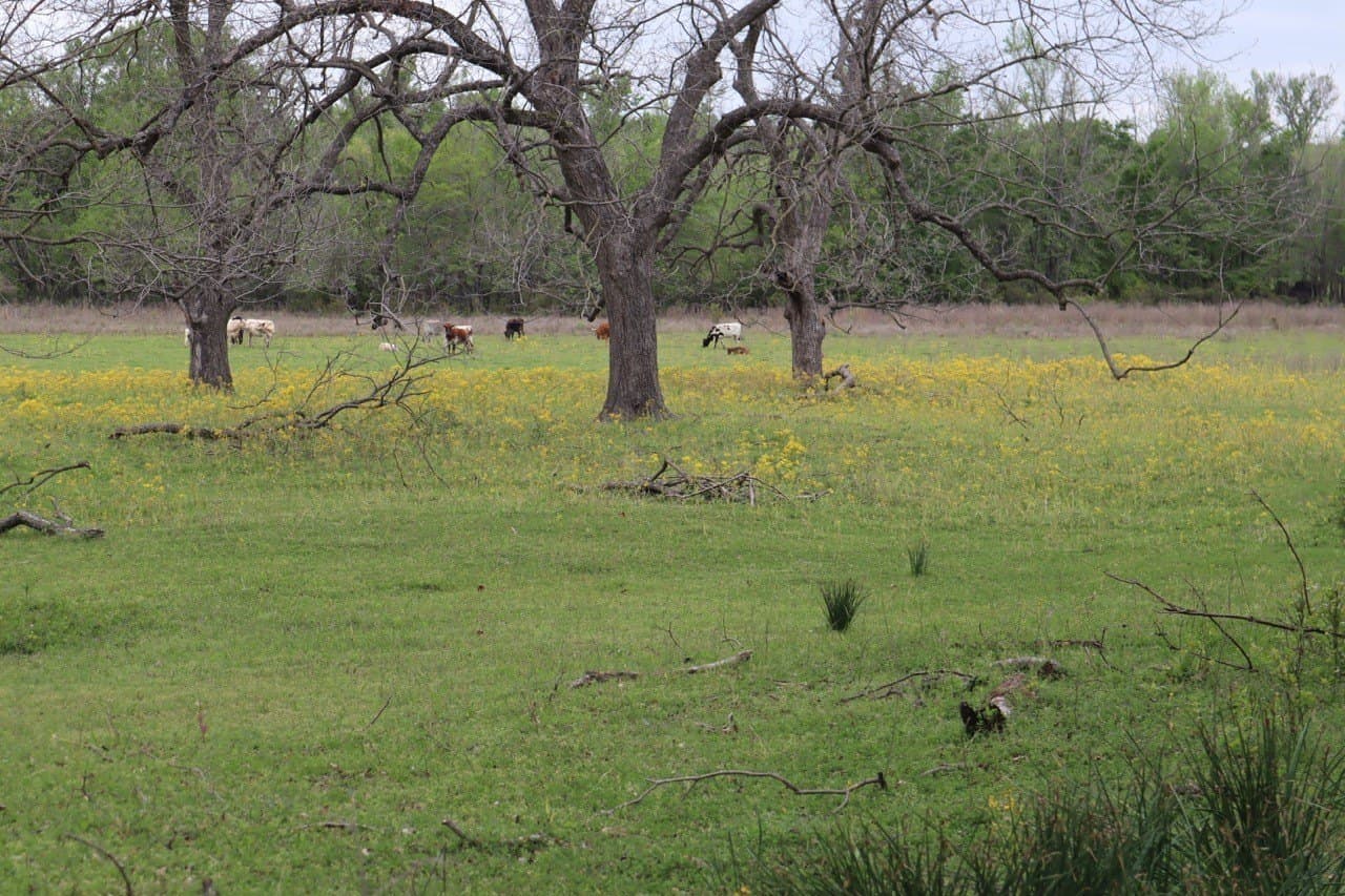 29.31 acres in Rains County - photo 8