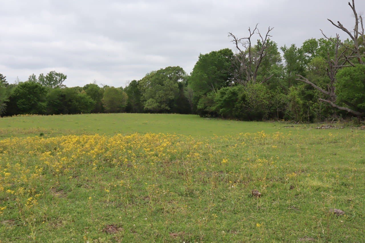 29.31 acres in Rains County - photo 19