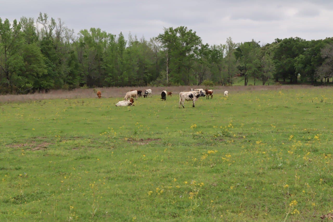29.31 acres in Rains County - photo 12
