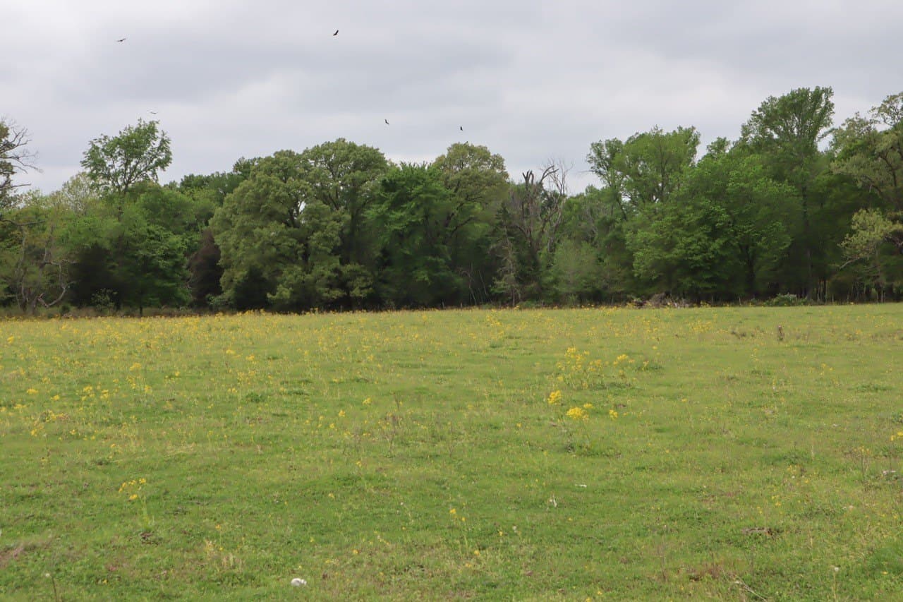 29.31 acres in Rains County - photo 16