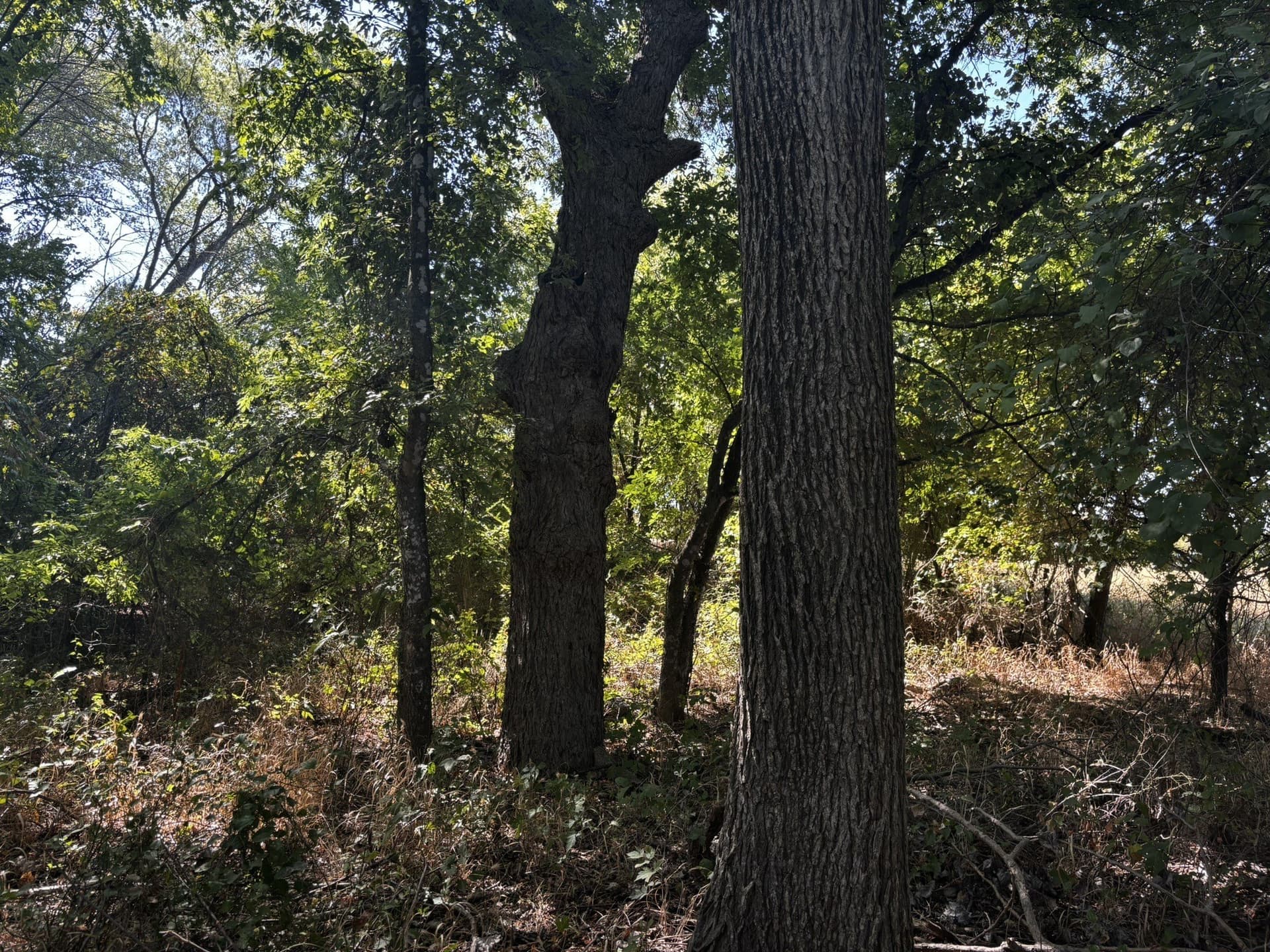 10 acres in Denton County - photo 25
