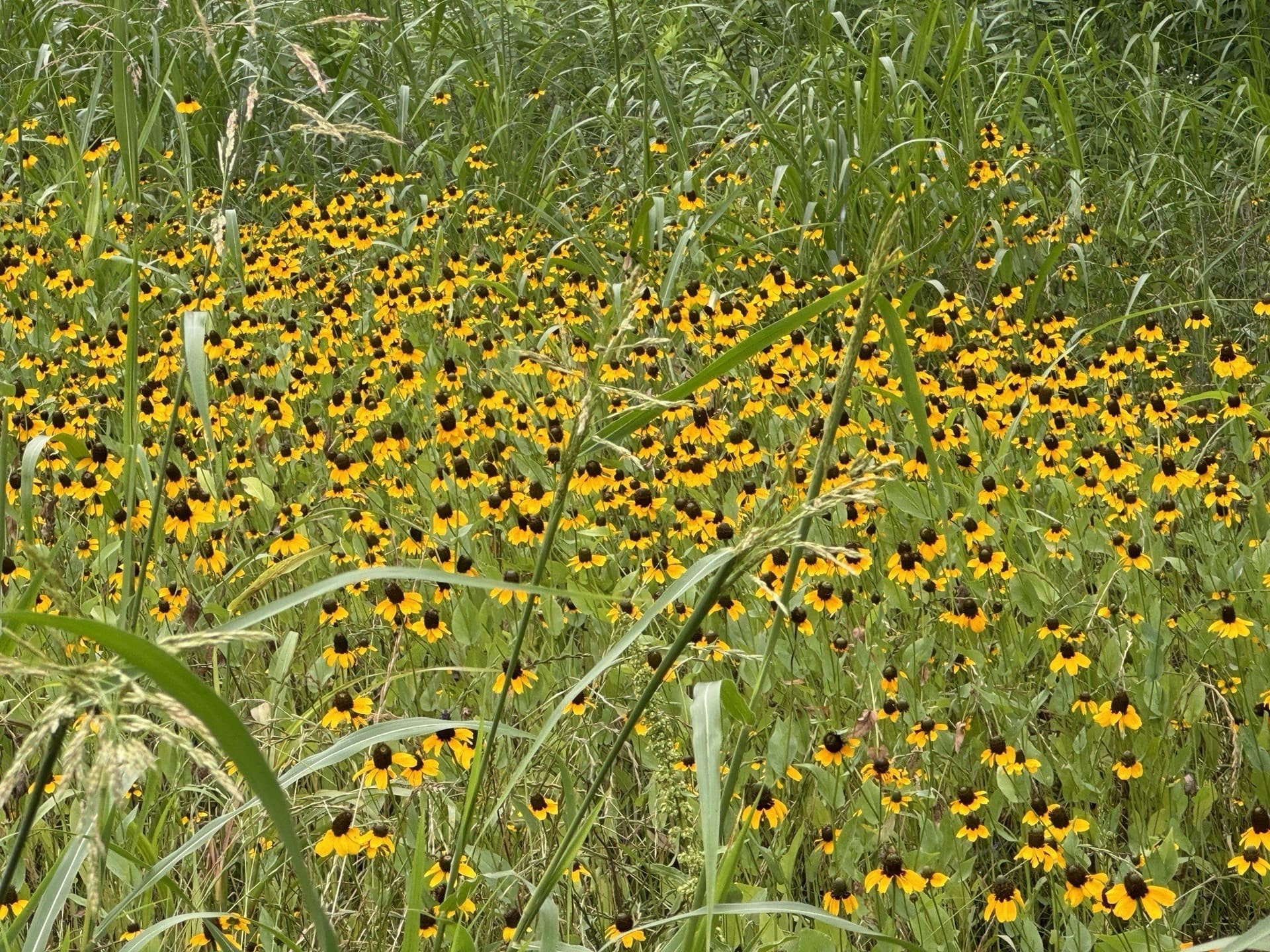 10 acres in Denton County - photo 7