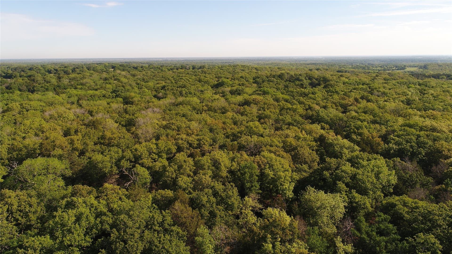 39.29 acres in Navarro County gallery image 3