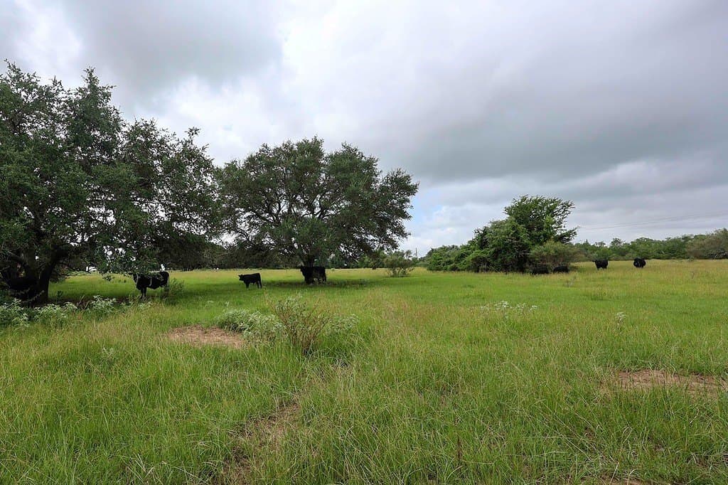 29.25 acres in Colorado County - photo 9