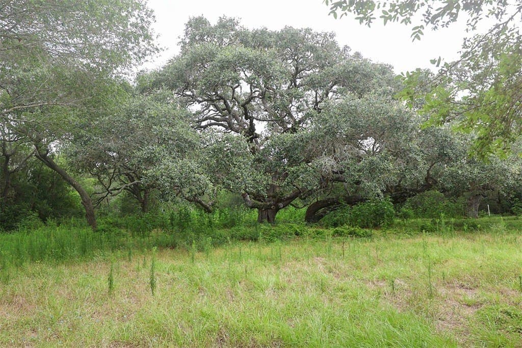 29.25 acres in Colorado County gallery image 2