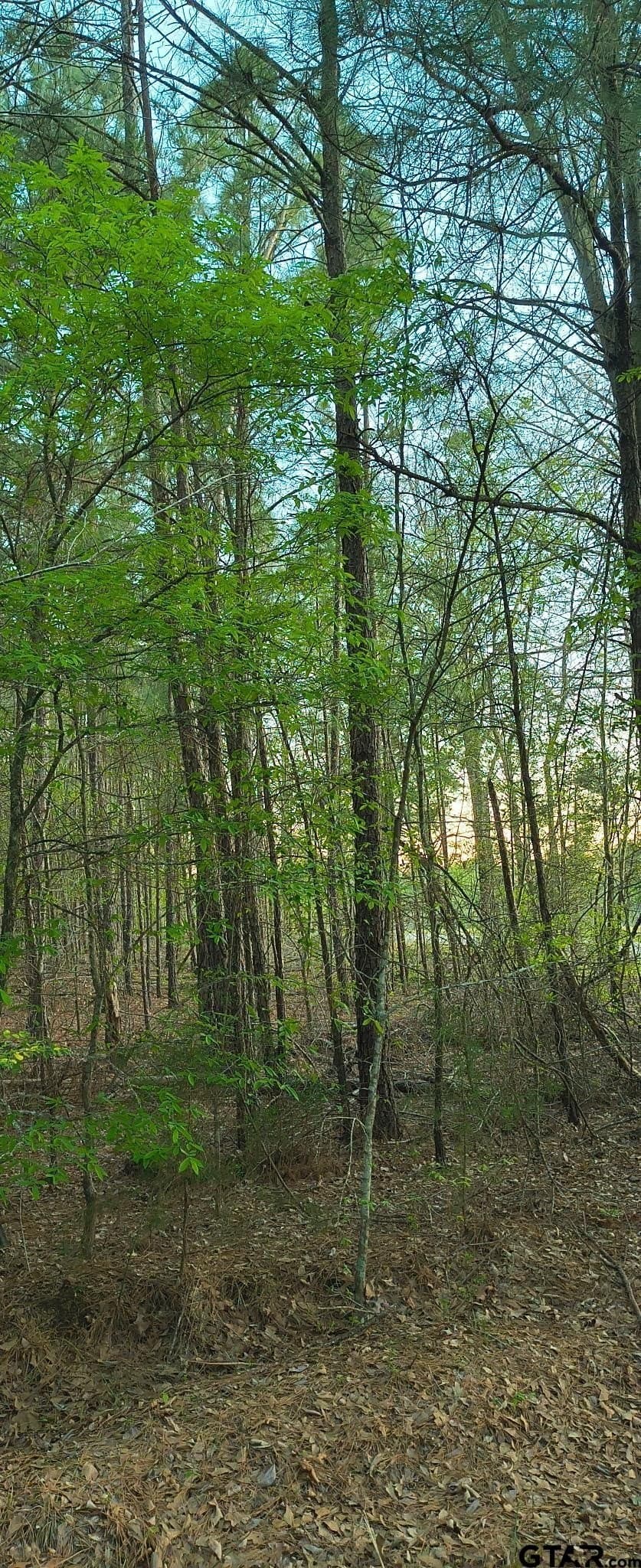 12 acres in Smith County - photo 7