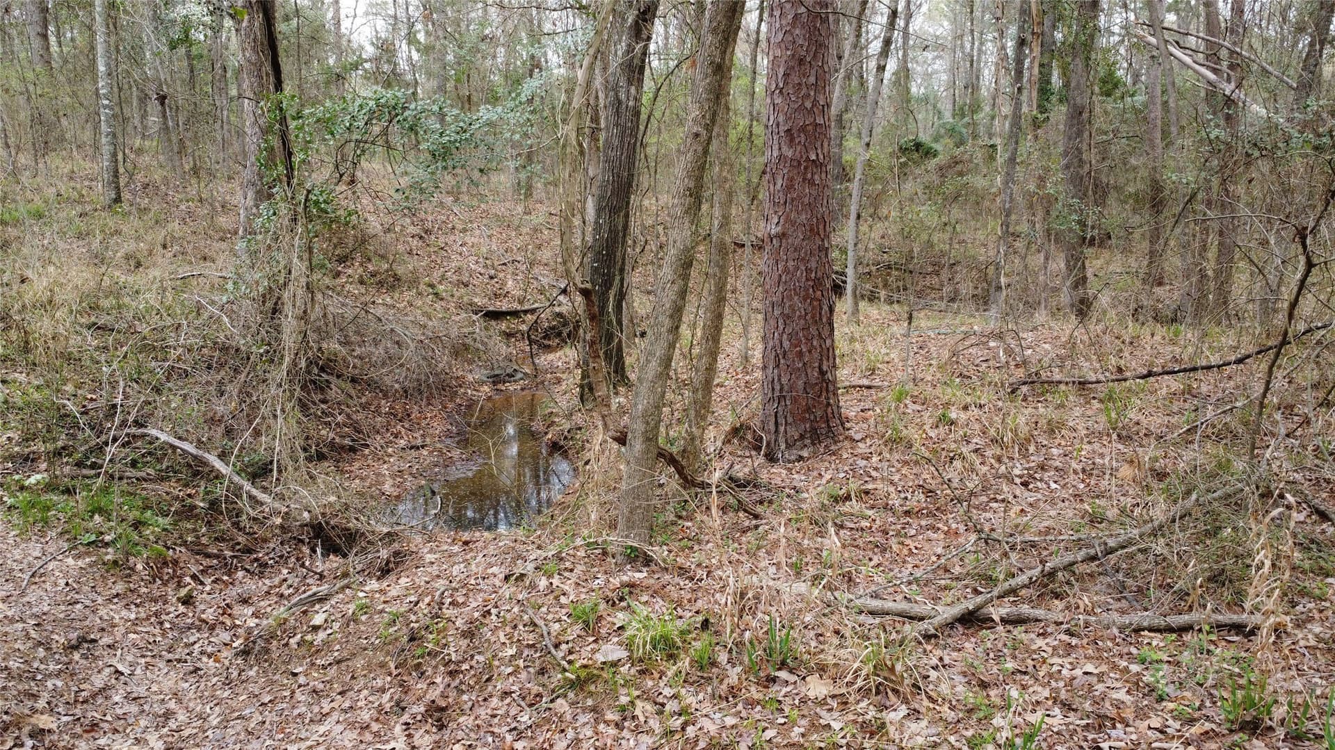 69.14 acres in Titus County - photo 22