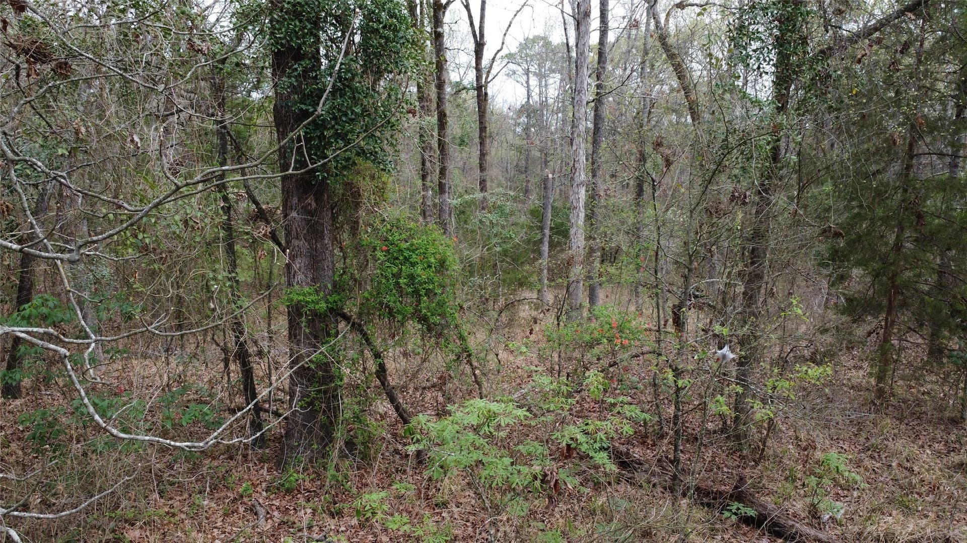 69.14 acres in Titus County - photo 26
