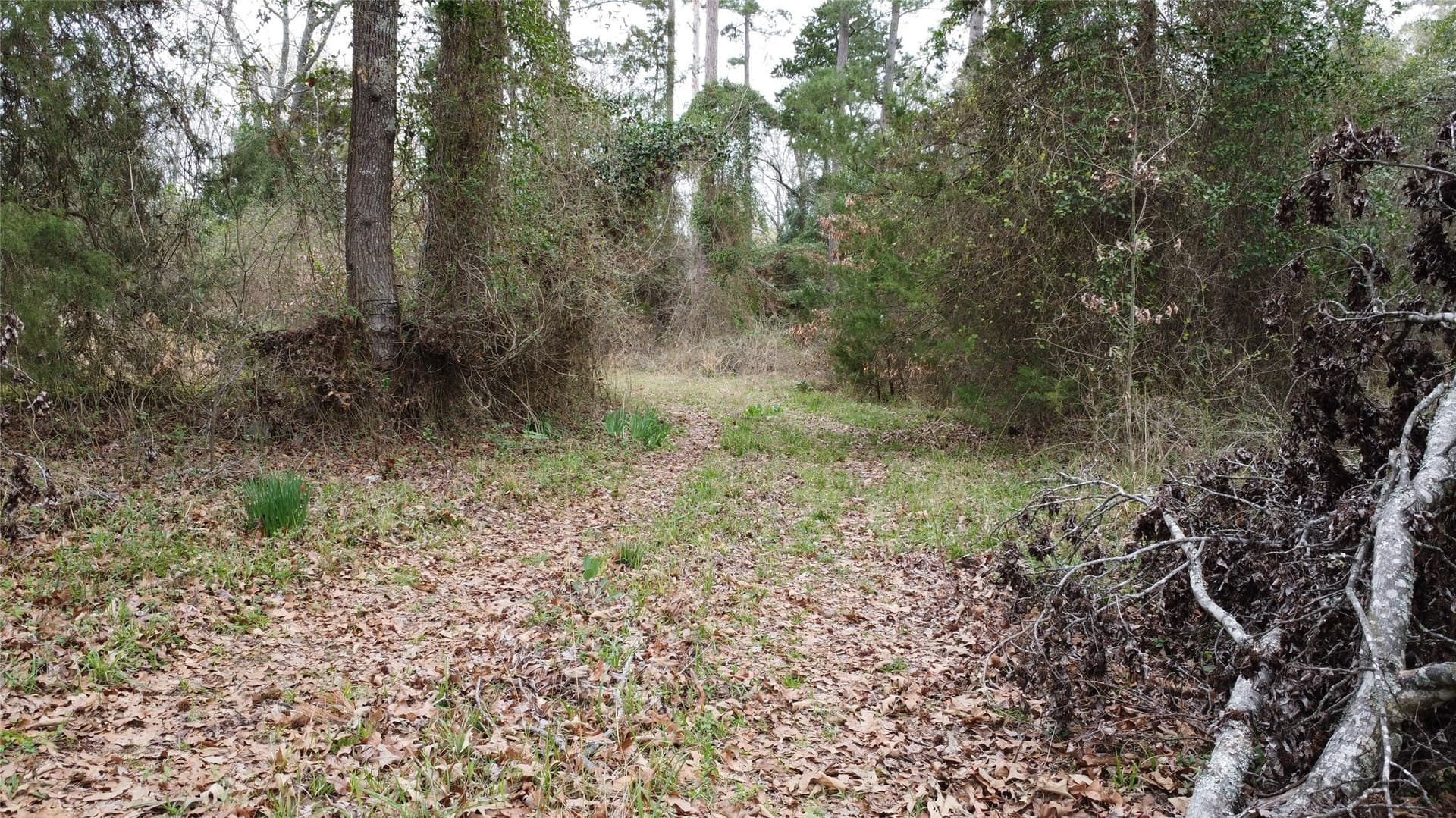 69.14 acres in Titus County - photo 17