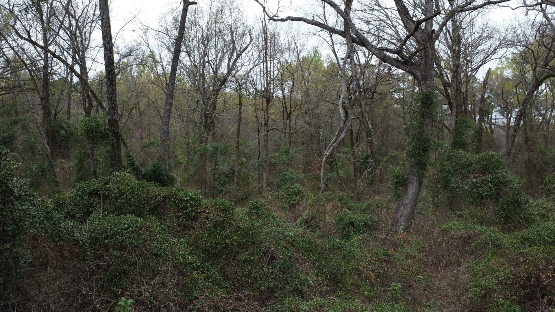 69.14 acres in Titus County - photo 20