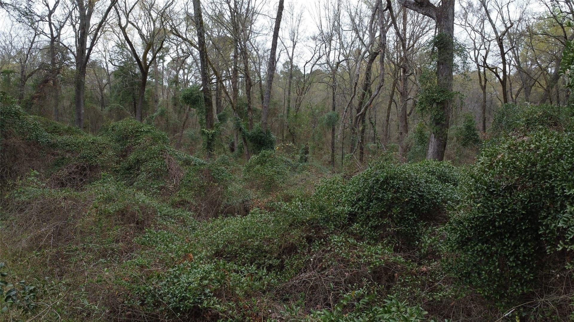 69.14 acres in Titus County - photo 19