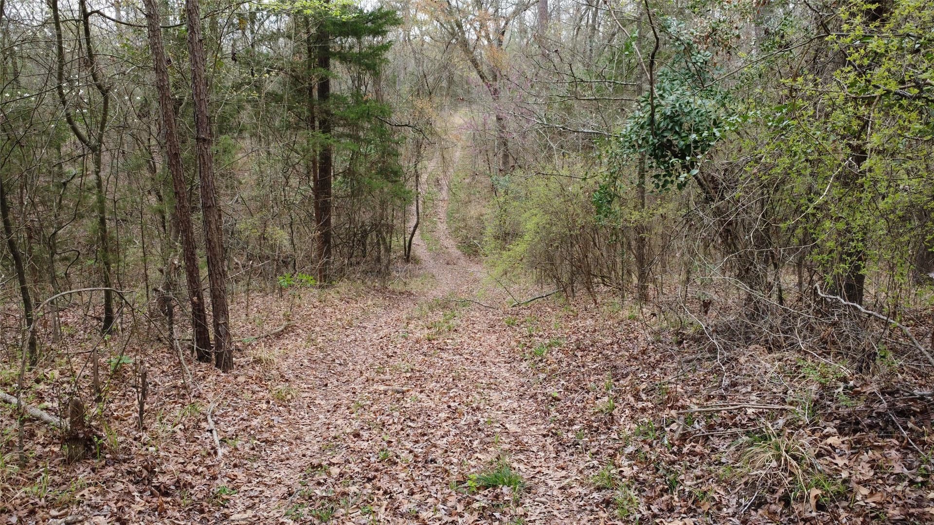 69.14 acres in Titus County - photo 21