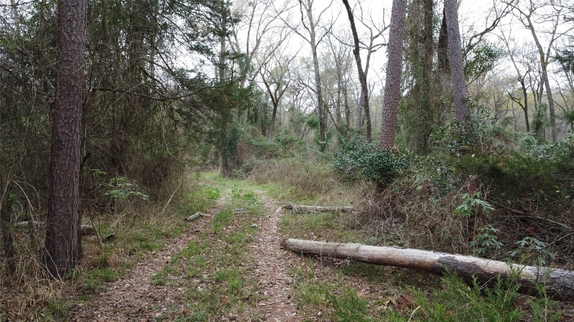 69.14 acres in Titus County - photo 18