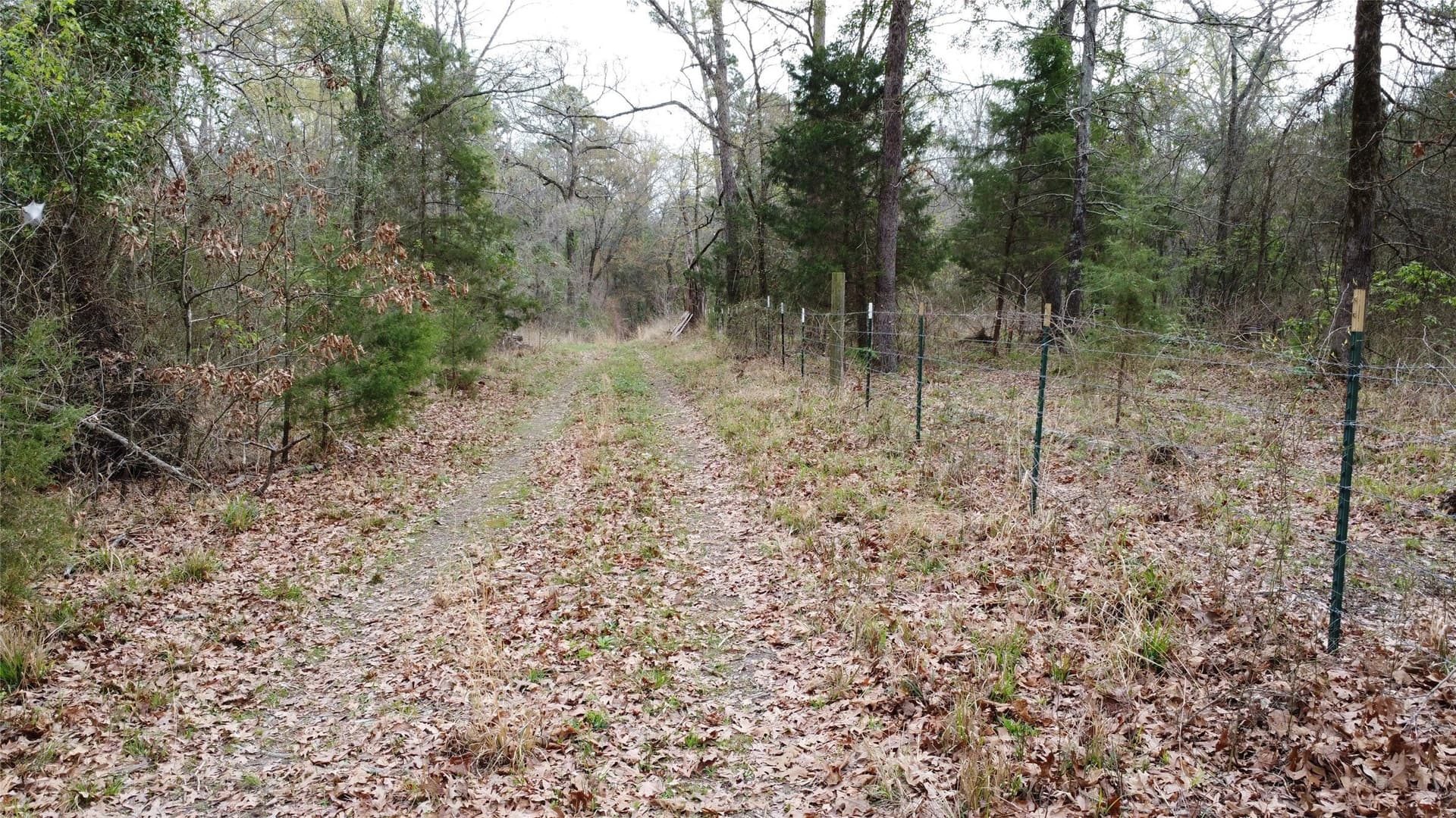 69.14 acres in Titus County - photo 25