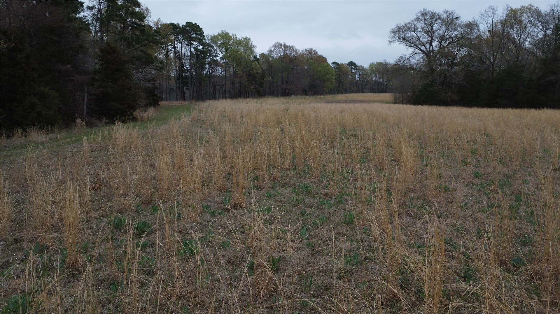 69.14 acres in Titus County - photo 5