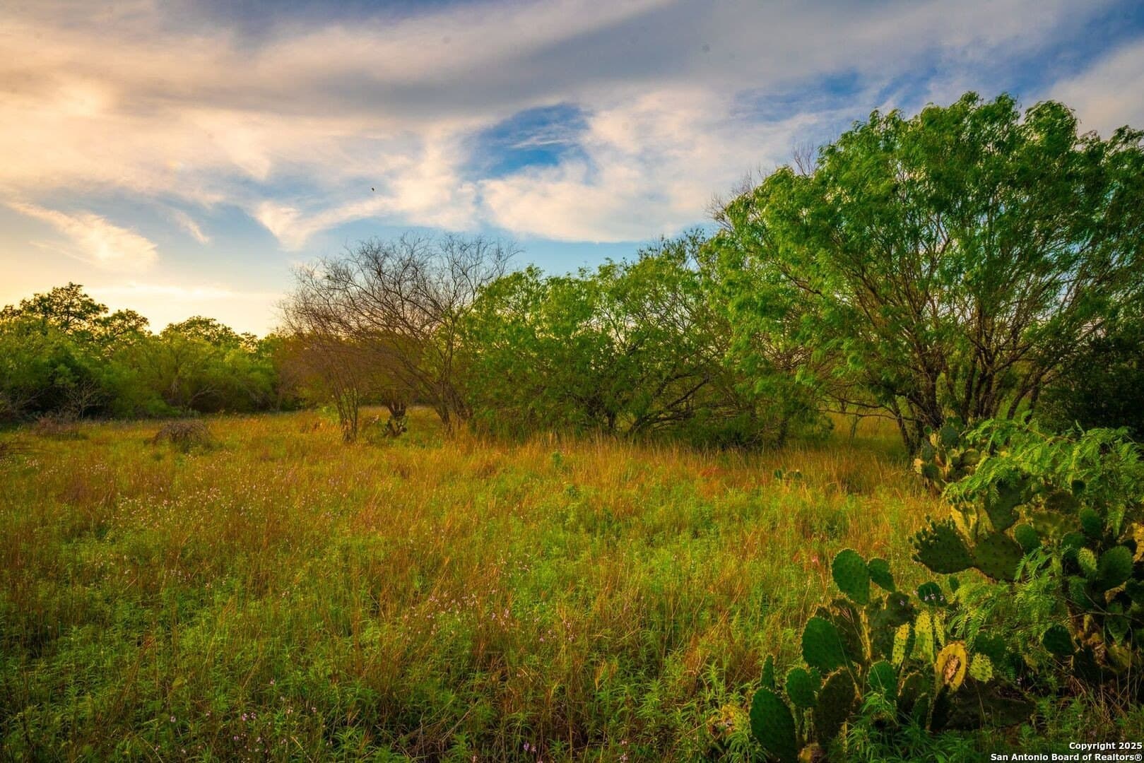 45 acres in Bee County gallery image 2
