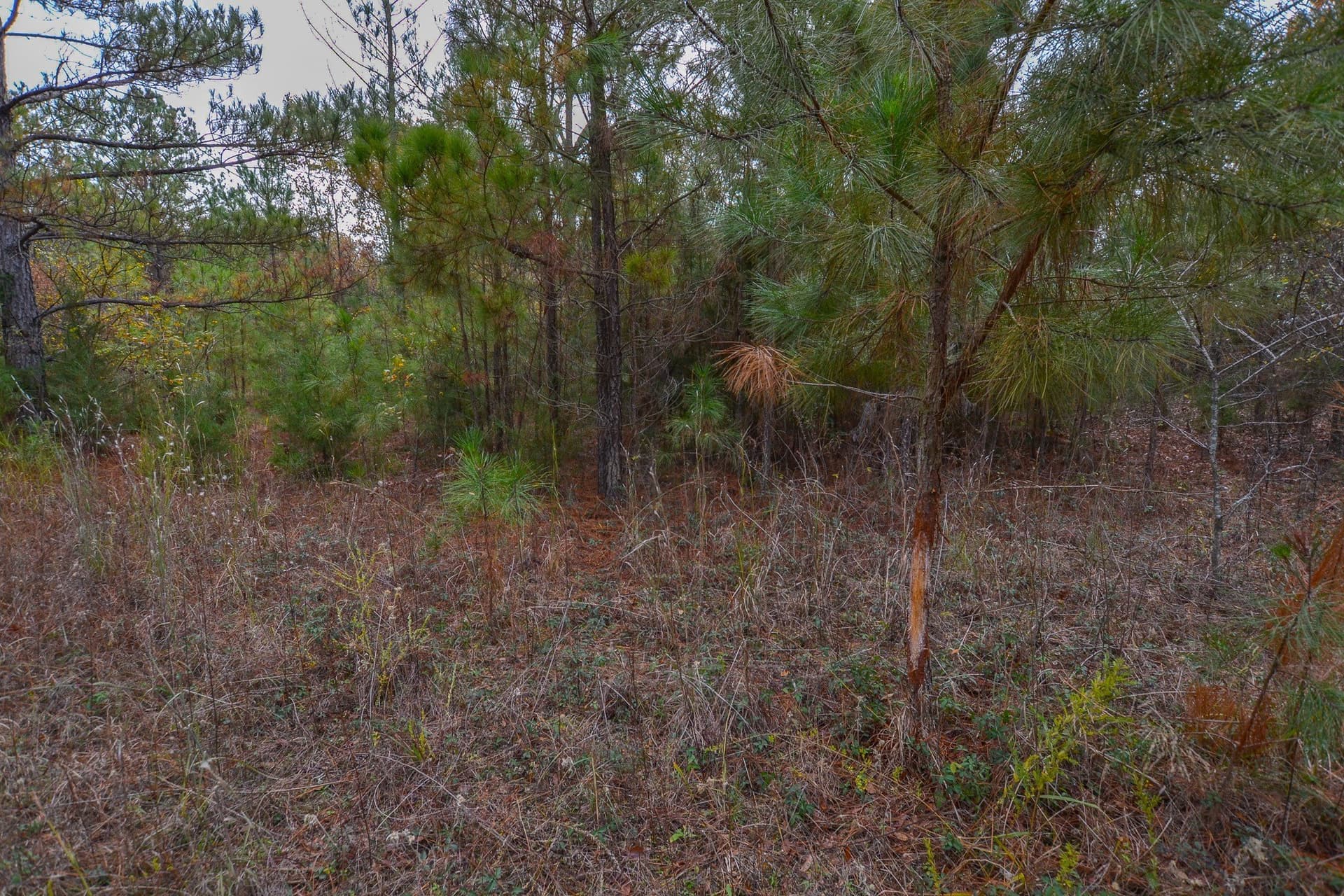 49.24 acres in Wood County - photo 26