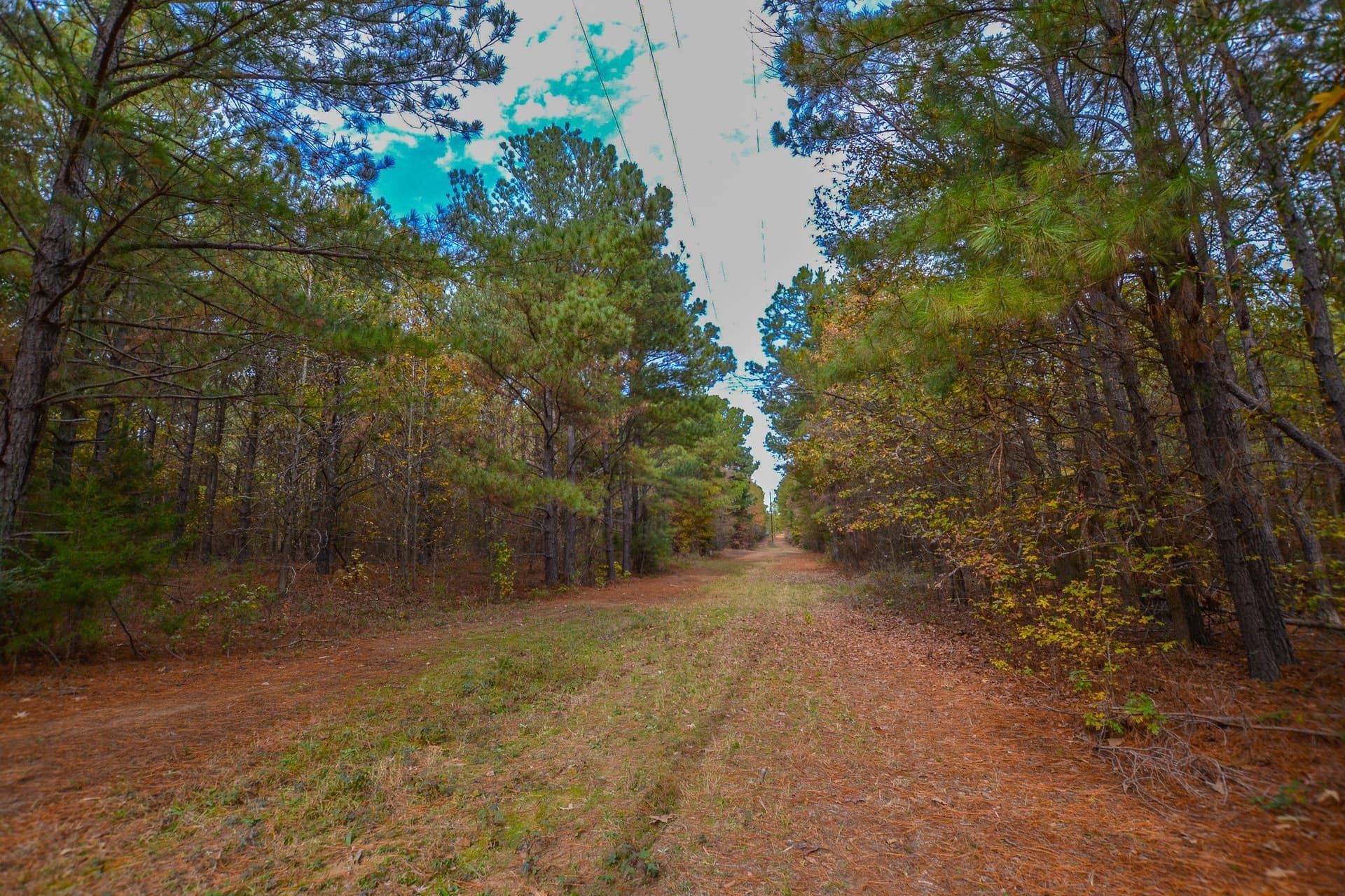 49.24 acres in Wood County - photo 24