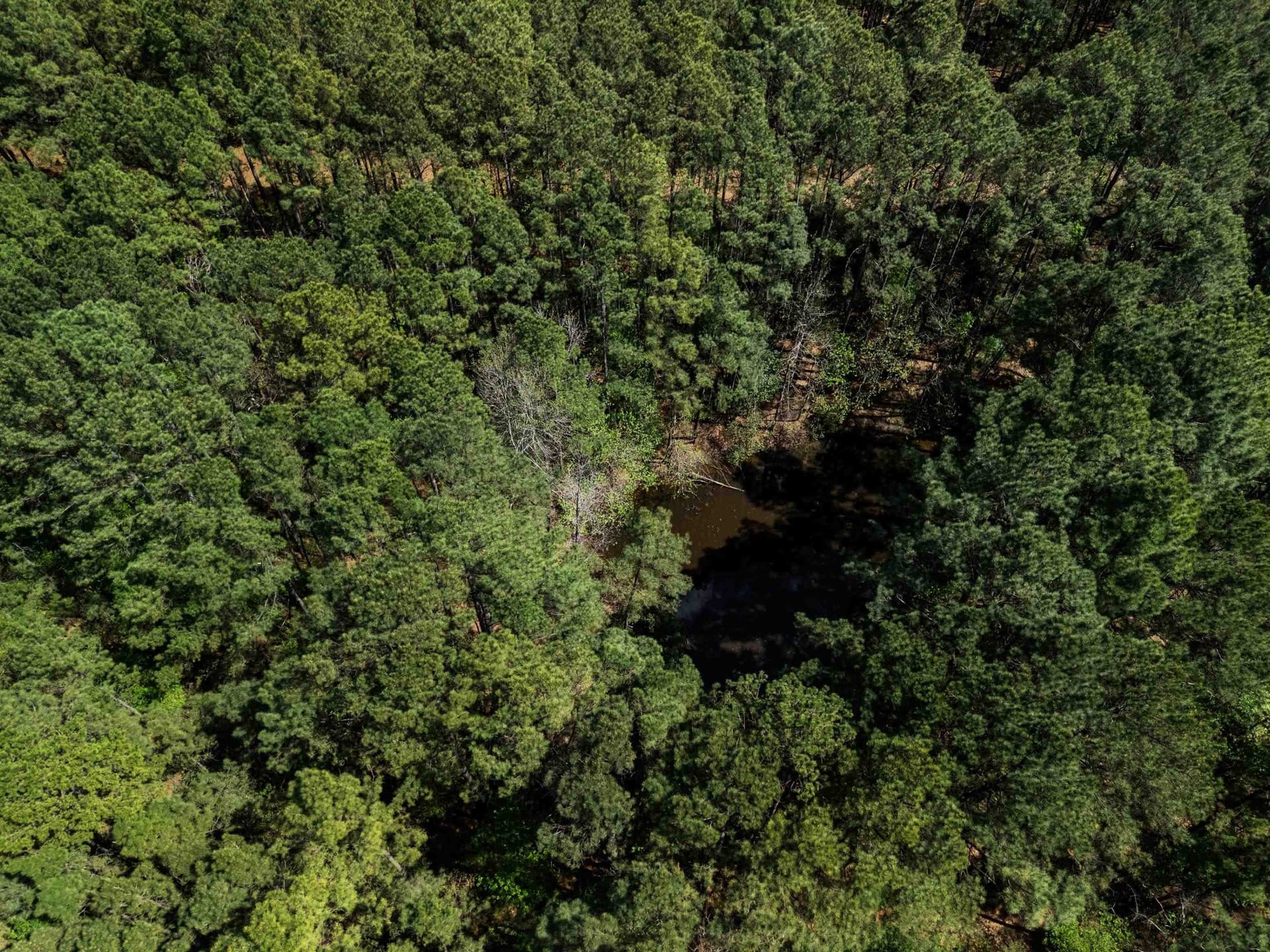 59.75 acres in Gregg County - photo 8