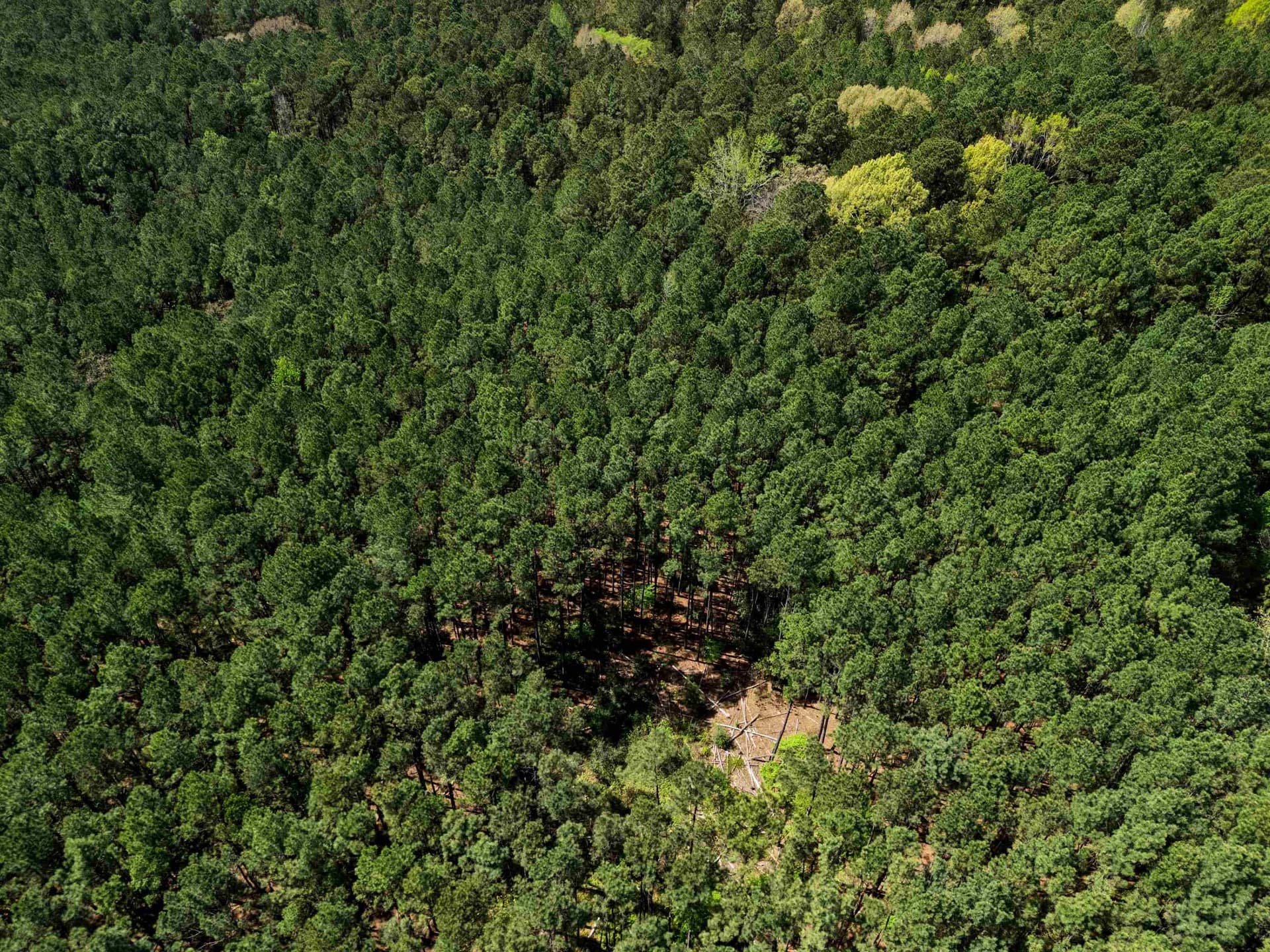 59.75 acres in Gregg County - photo 19
