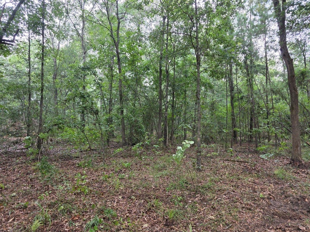 5 acres in Texas County - photo 6
