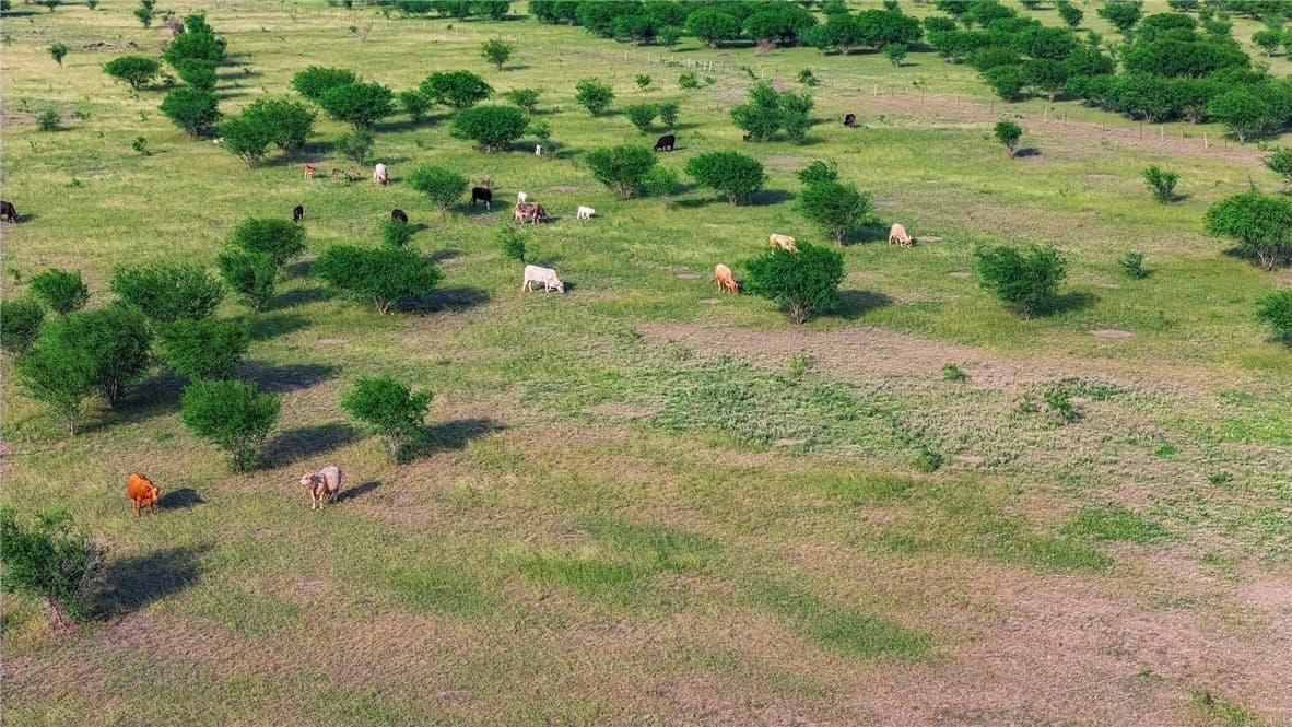 375 acres in Live Oak County - photo 19