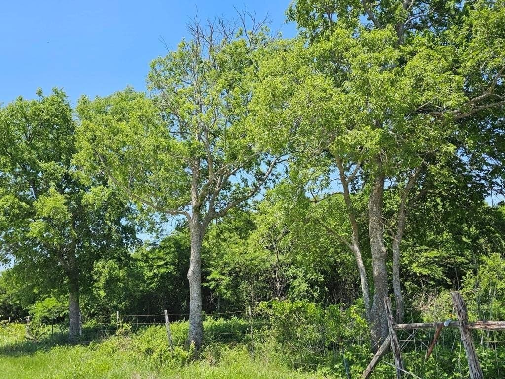 13 acres in Hill County gallery image 2