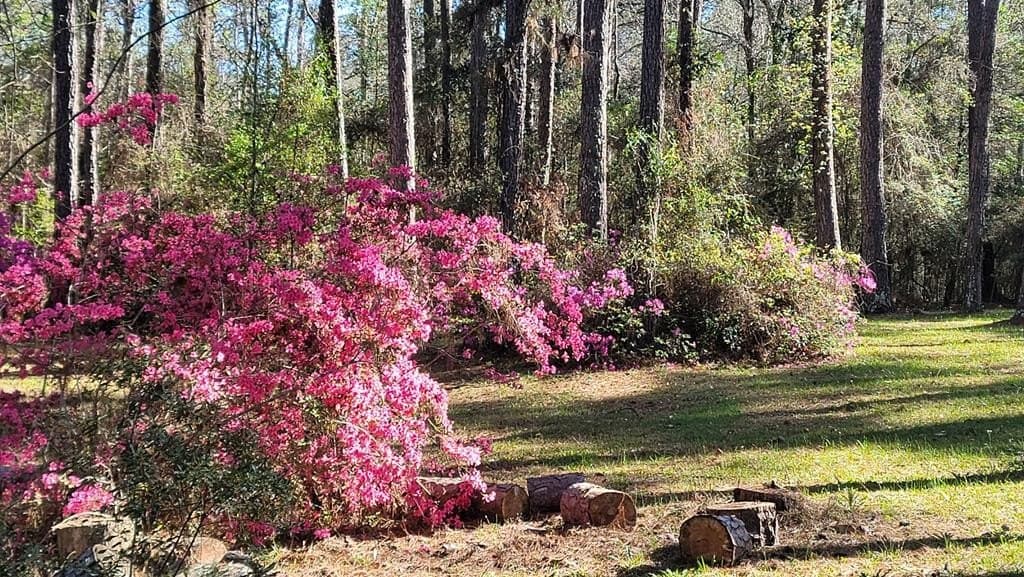 12.34 acres in Texas County featured view