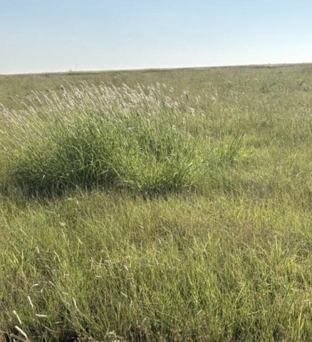 402 acres in Deaf Smith County gallery image 4