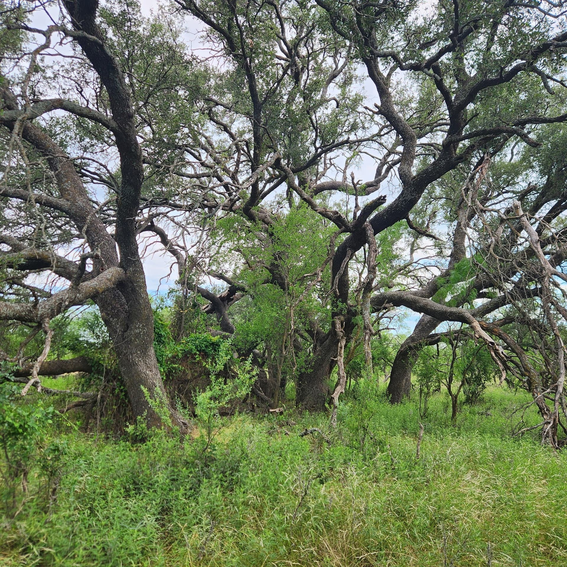 155 acres in Coleman County - photo 11