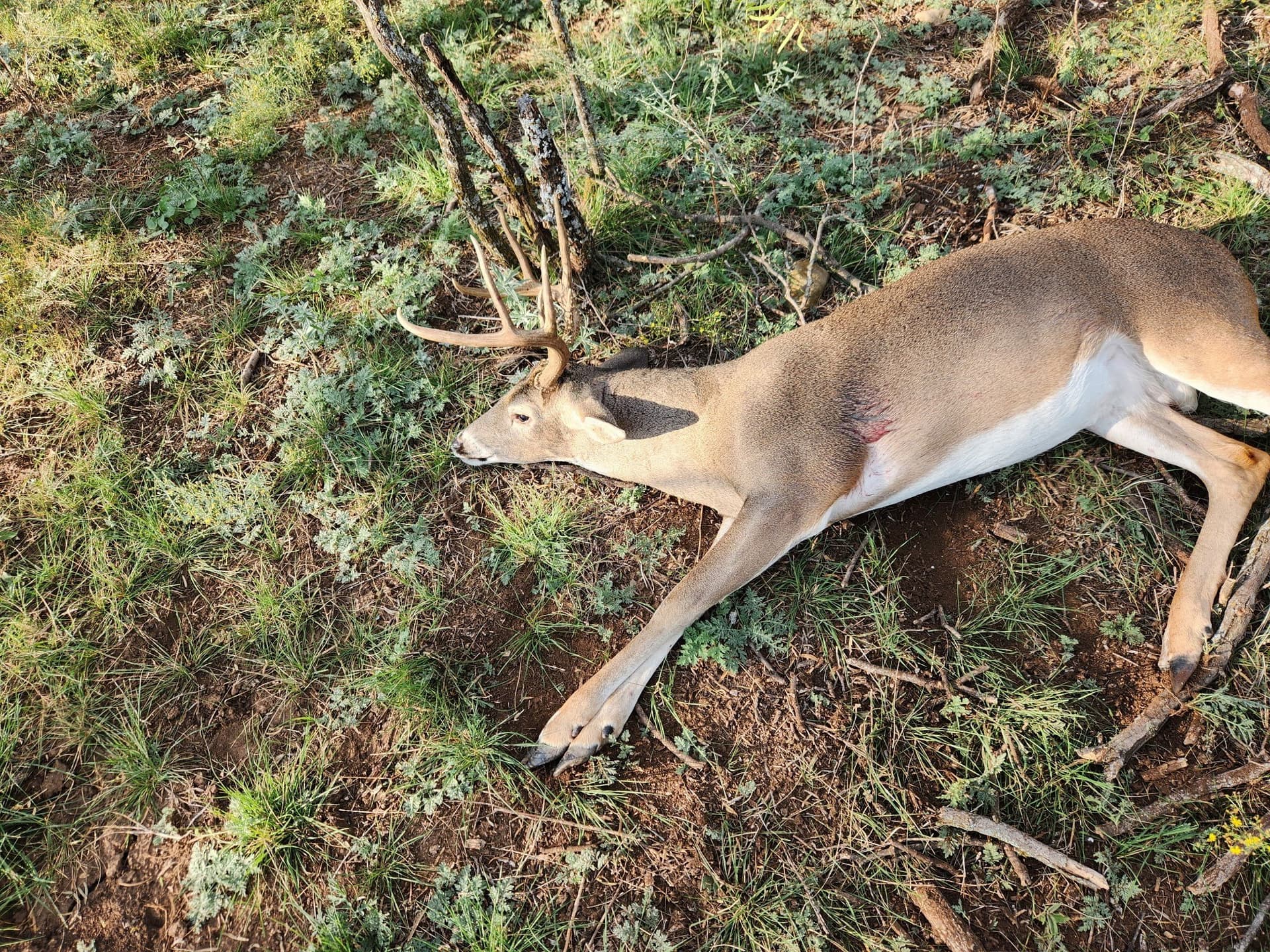 155 acres in Coleman County - photo 12