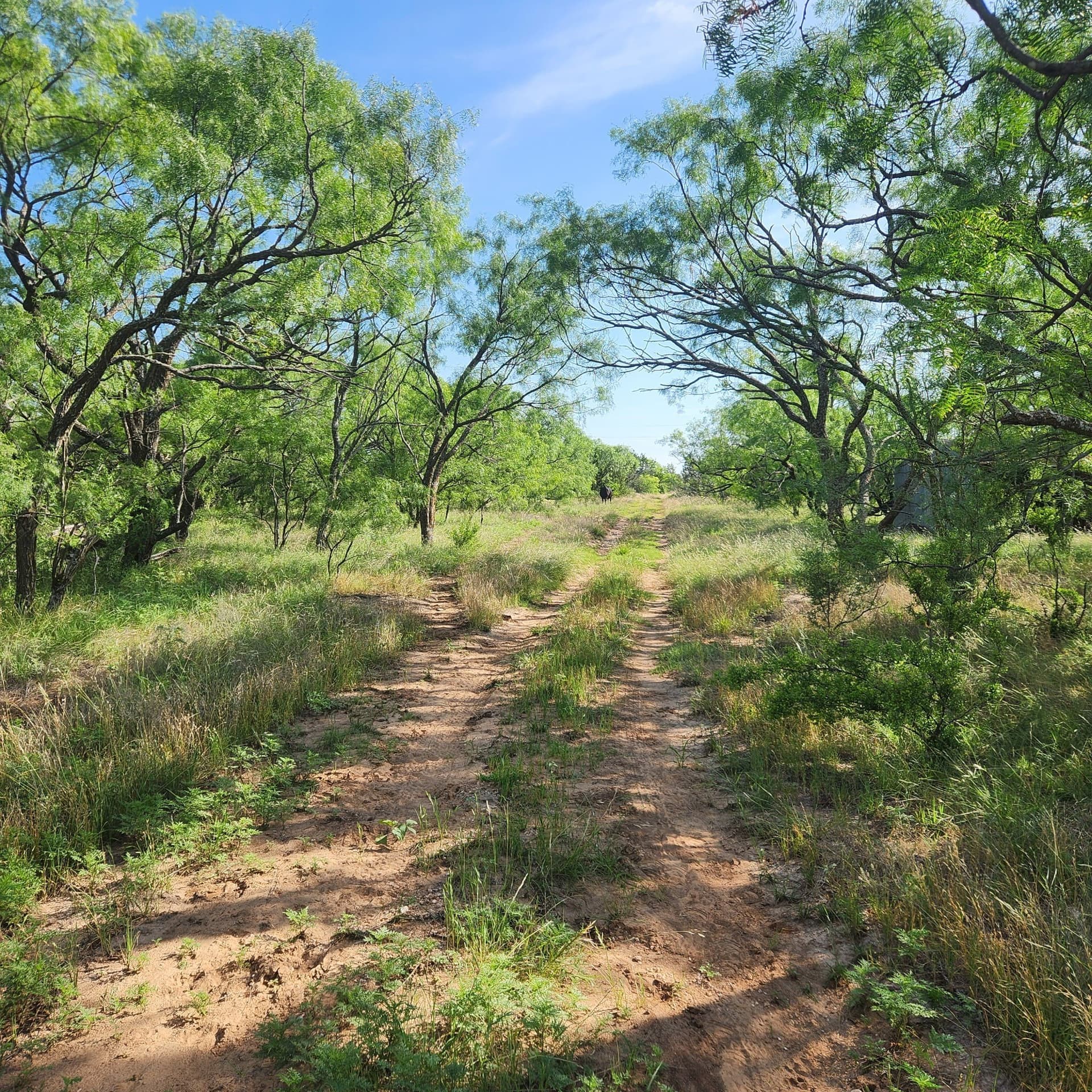 155 acres in Coleman County - photo 25