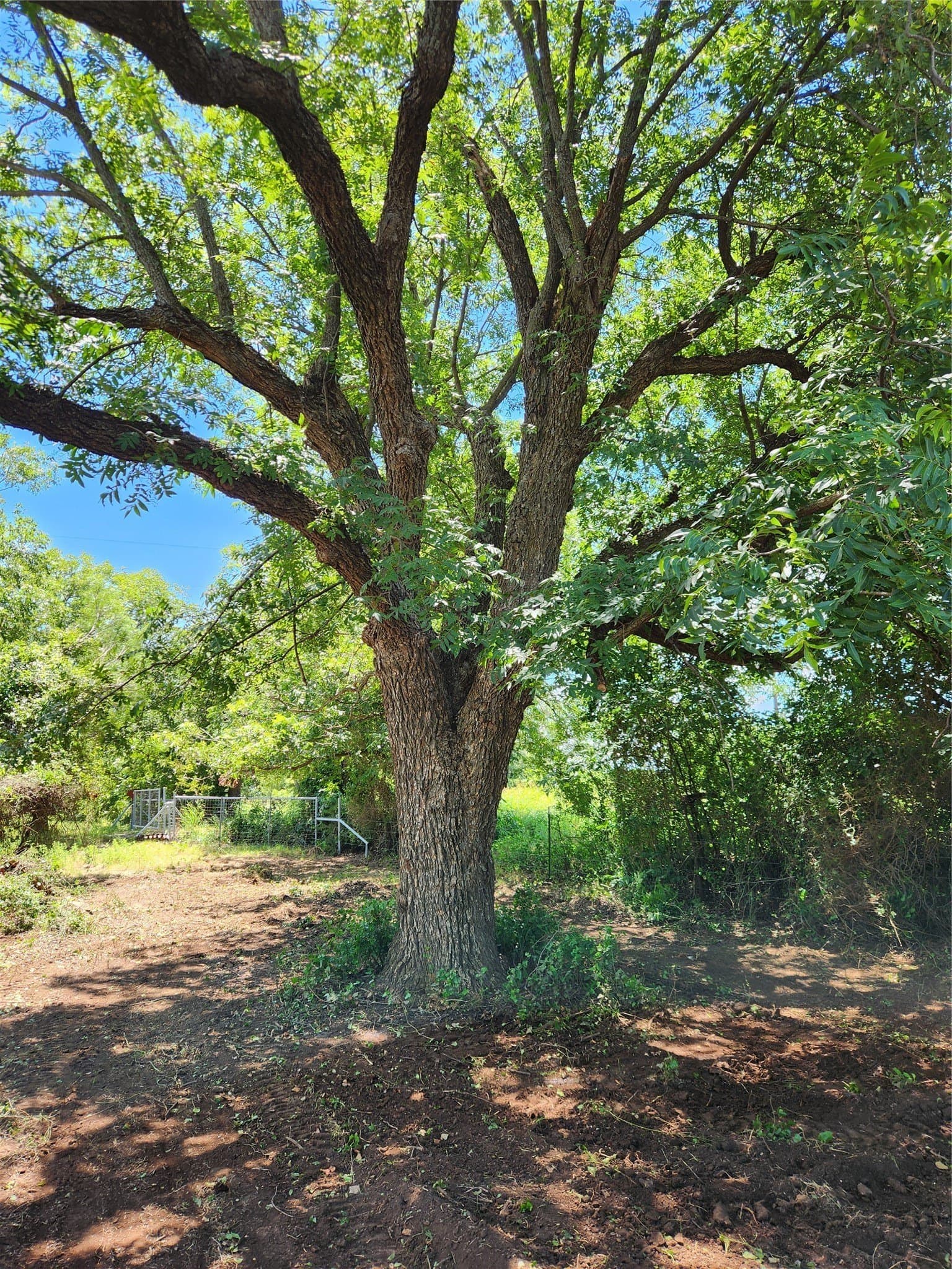 155 acres in Coleman County - photo 15