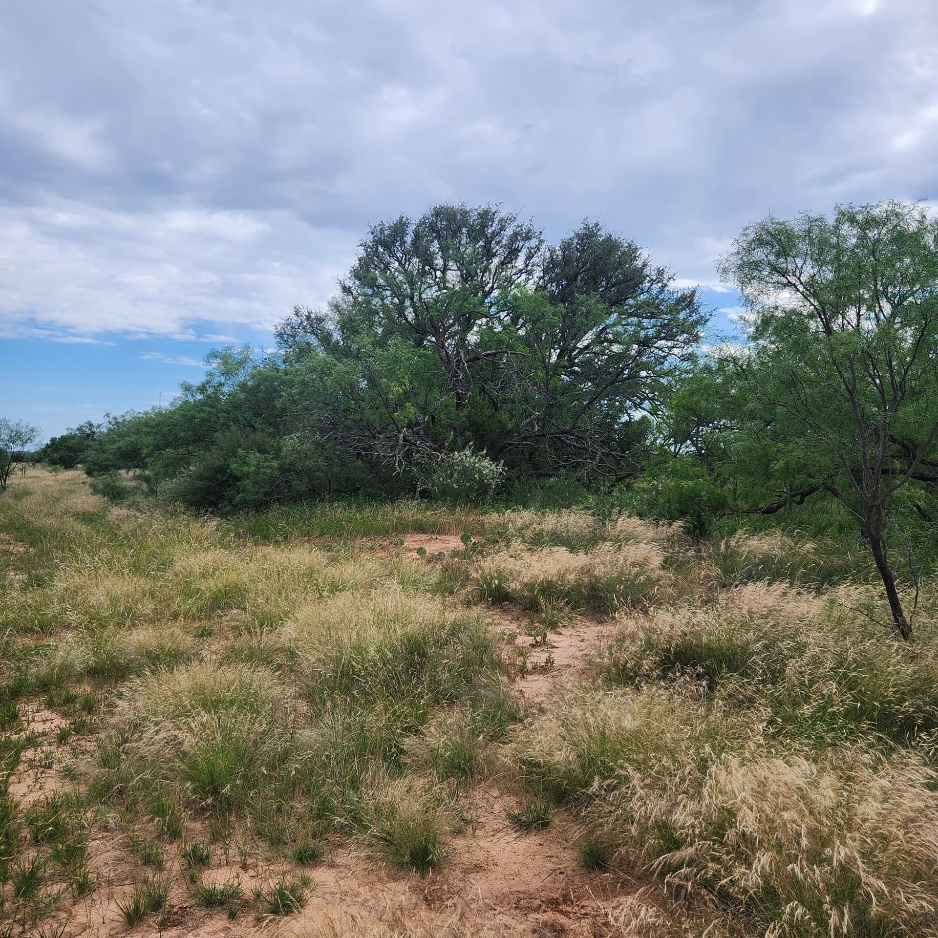 155 acres in Coleman County - photo 23