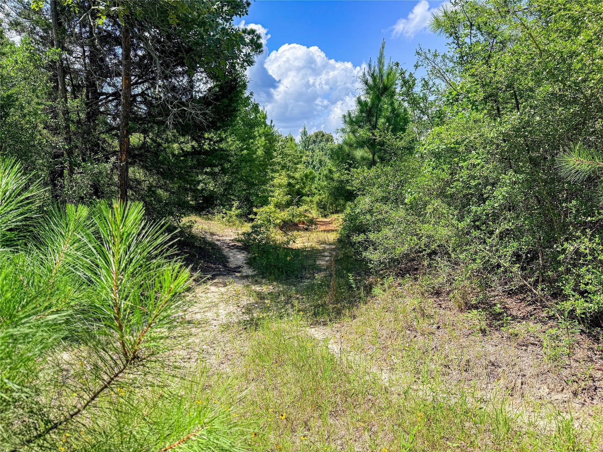 42.5 acres in Houston County - photo 35