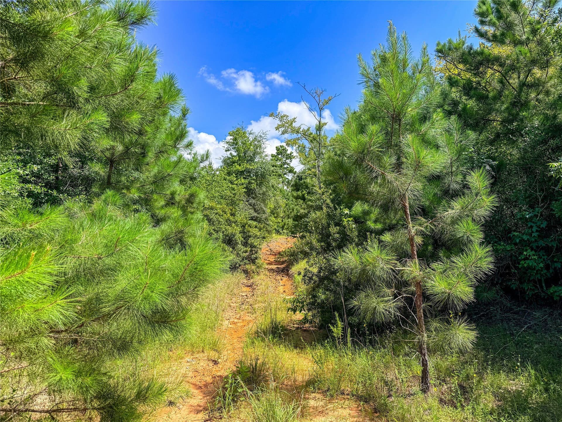 42.5 acres in Houston County - photo 38